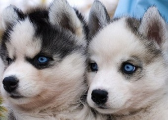 adorable husky puppies
