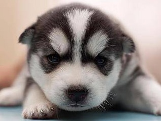 adorable husky