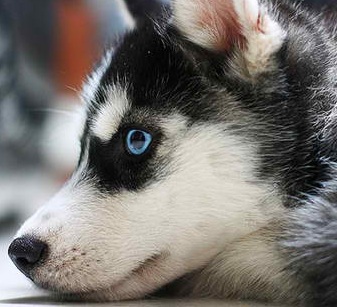 black white husky puppy