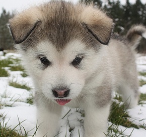 cute husky puppy