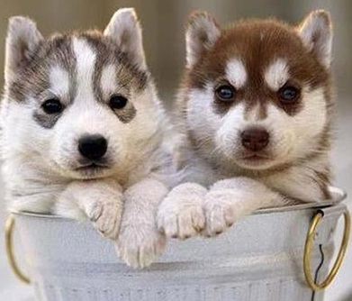 husky puppy love