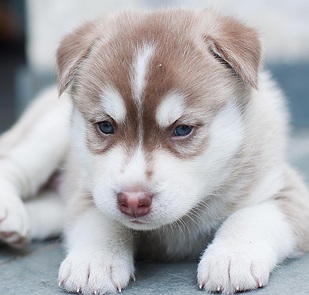 red husky puppy