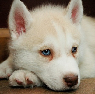 white husky puppy