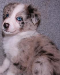 picture aussie shepherd puppy