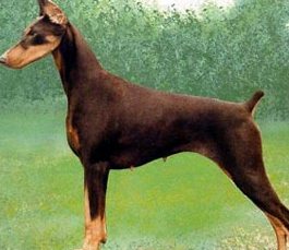 pictures of doberman pinschers