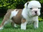 Bulldog Puppy