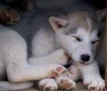 husky puppy