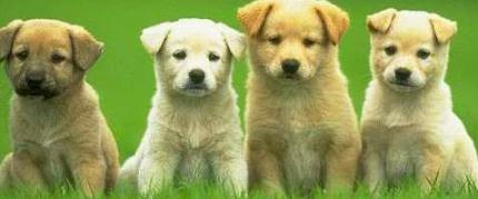 cute puppies