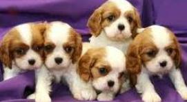 Little Puppies