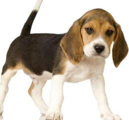 puppy beagle