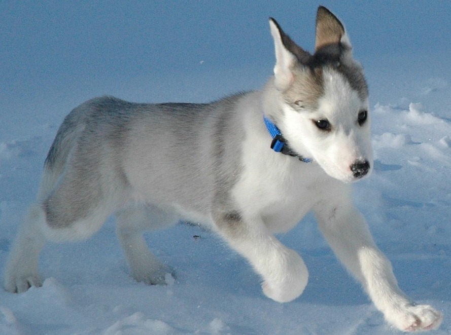 pure bred husky puppy