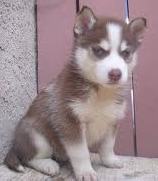 red husky puppy