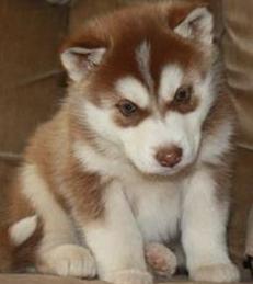 red siberian husky breeders