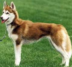 Red Siberian Husky