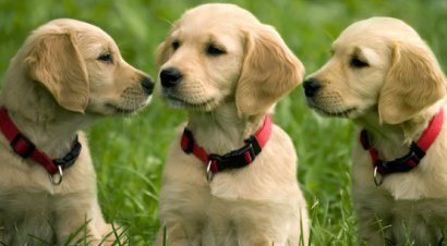 retriever puppies