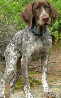 shorthaired pointer puppy