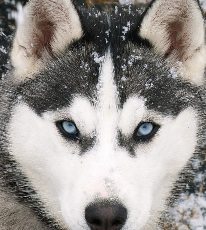 Siberian Huskies Wallpaper