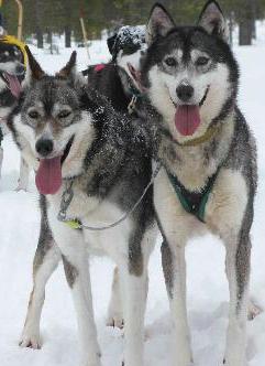 Siberian Huskies Winter