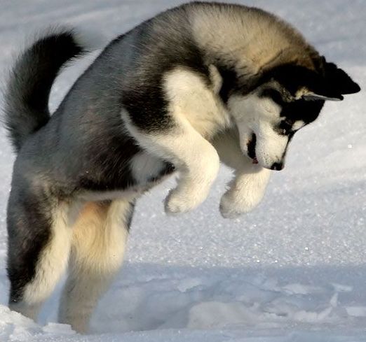 siberian husky