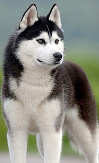 Siberian Husky