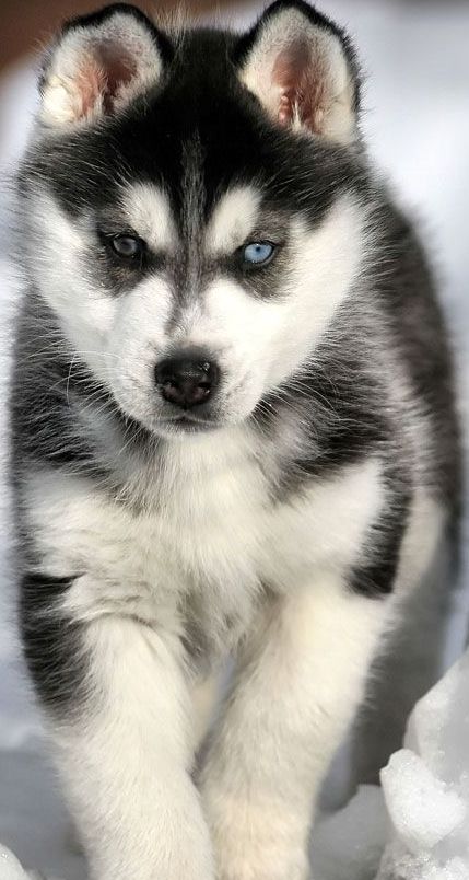 siberian husky breeder