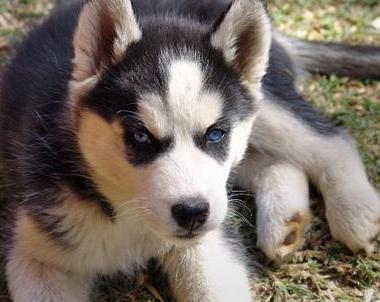 siberian husky mix