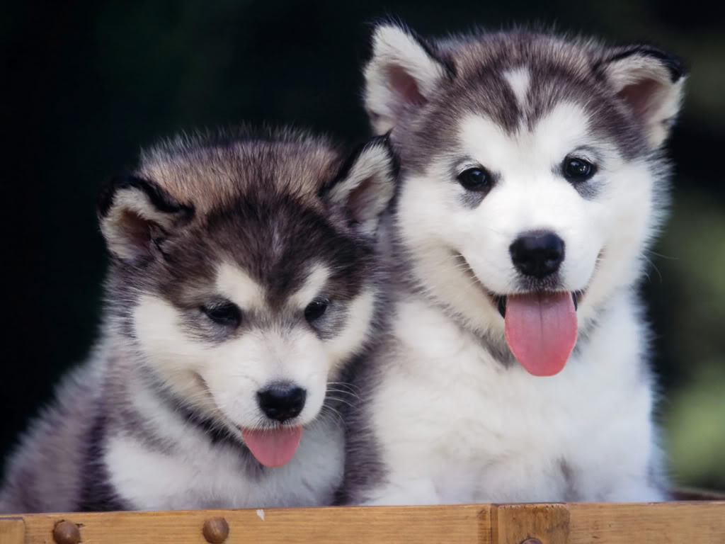 siberian husky puppies