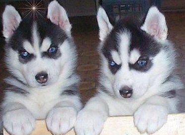 siberian husky puppies