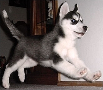 siberian husky puppy