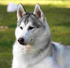 siberian husky