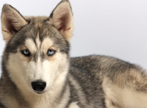 silver siberian husky