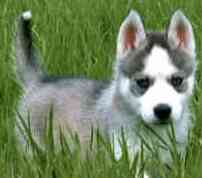 small husky puppy