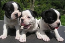 three boston terrier puppies