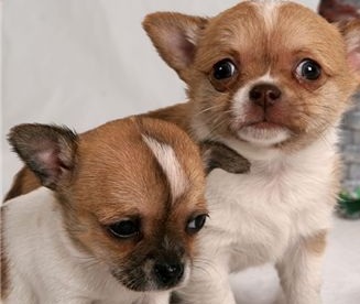 two chihuahua puppies