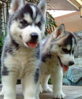 two husky puppies