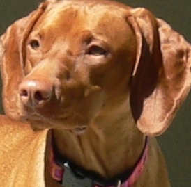 vizsla dog