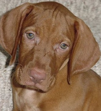 vizsla puppy picture