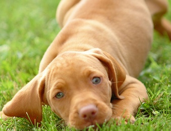 vizsla puppy