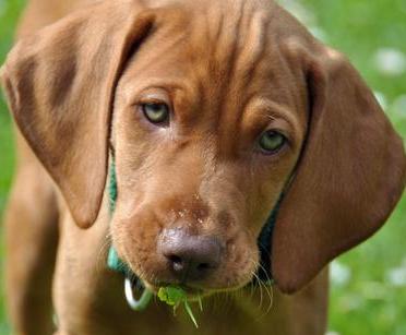 vizsla