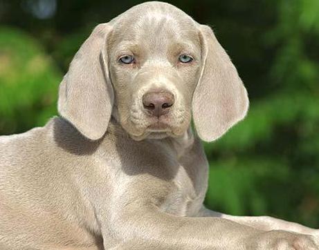 weimaraner dog