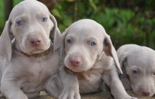 weimaraner puppies