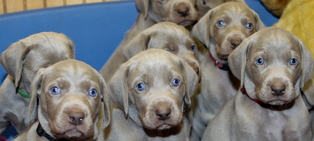 weimaraner puppy photos