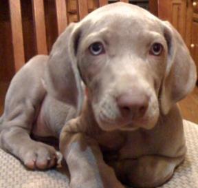 weimaraner puppy picture