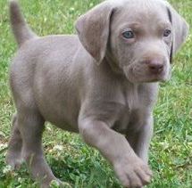 weimaraner puppy