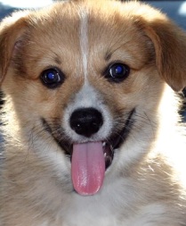 welsh corgi dog