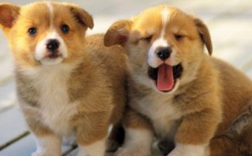 welsh corgi puppies photos