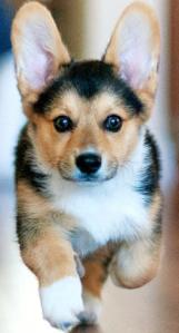 welsh corgi puppy