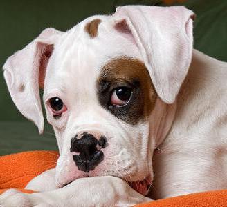 white boxer puppy