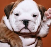 white bulldog