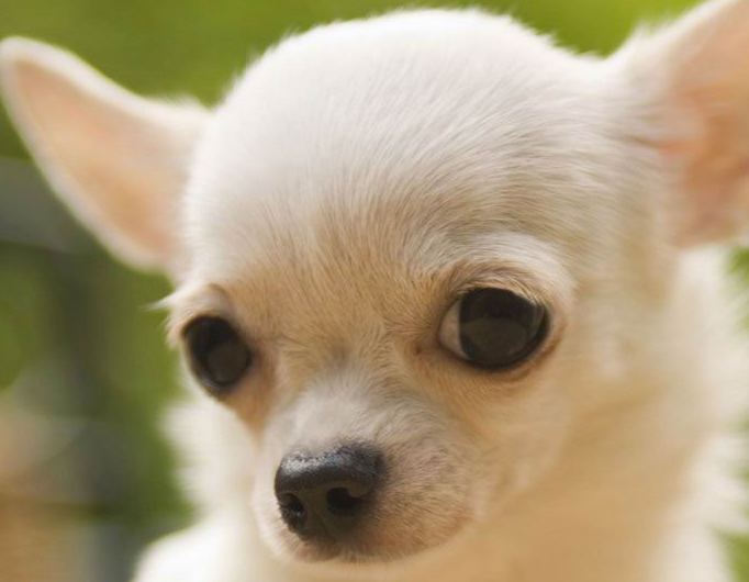 white chihuahua puppy